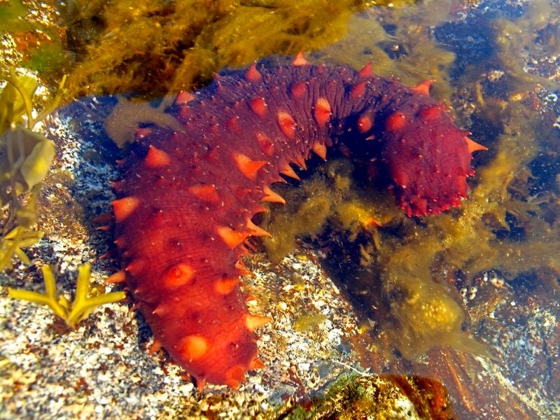 Морские огурцы это жители моря