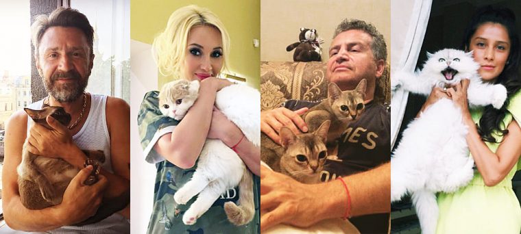 Российские знаменитости и их не менее знаменитые кошки