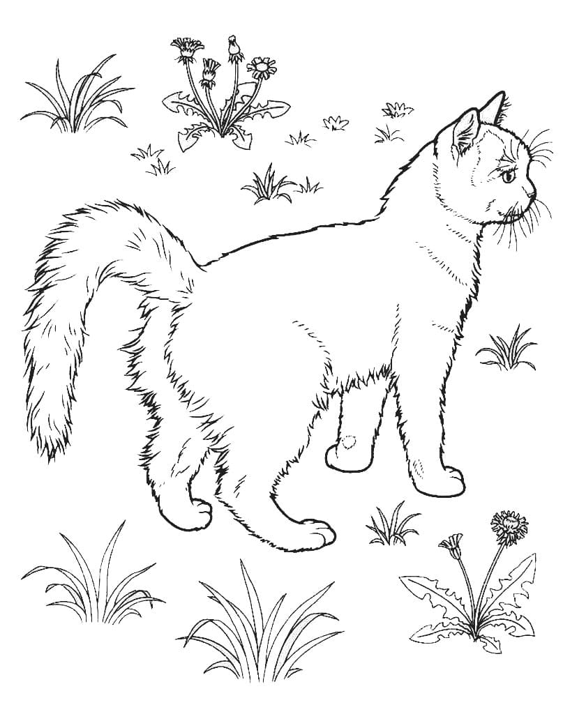 Раскраска котенка для рисования