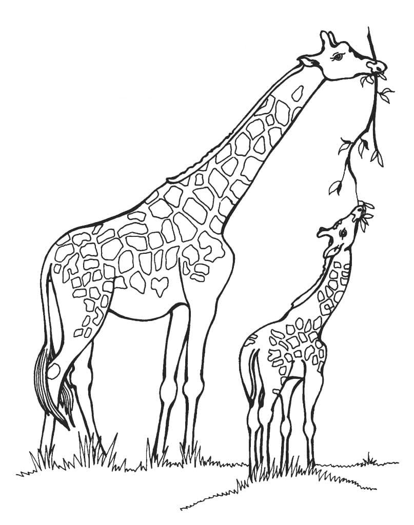 Жирафы раскраски для детей